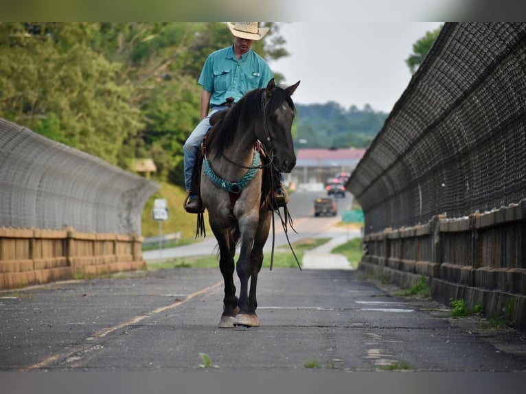 American Quarter Horse Gelding 6 years 16,2 hh Dun in Sweet Springs MO