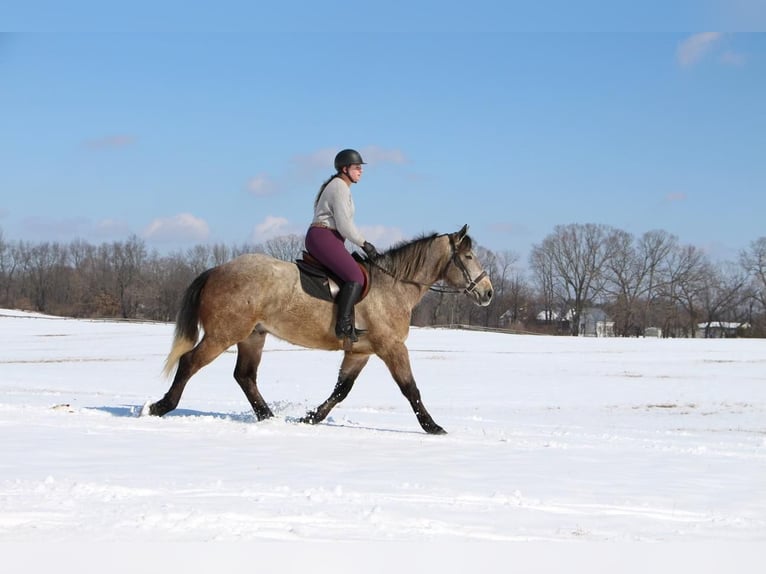 American Quarter Horse Gelding 6 years 16,2 hh Gray-Red-Tan in Highland MI