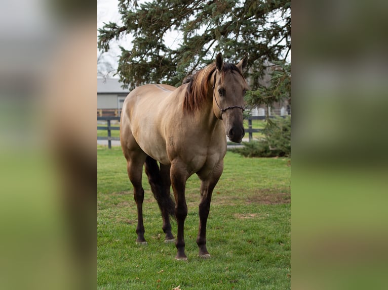 American Quarter Horse Gelding 6 years 16.2 hh Grullo in Shipshewana