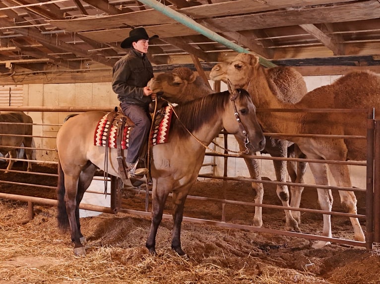 American Quarter Horse Gelding 6 years 16.2 hh Grullo in Shipshewana