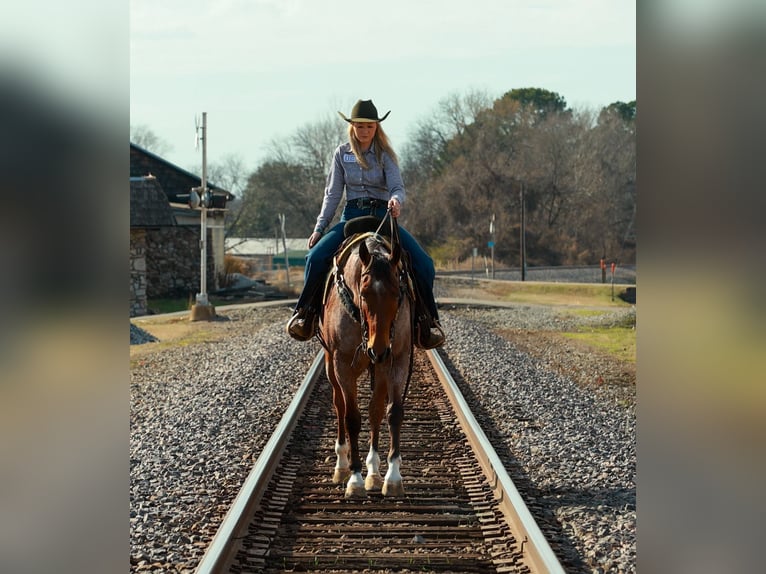 American Quarter Horse Gelding 6 years 16.2 hh Roan-Bay in Quitman