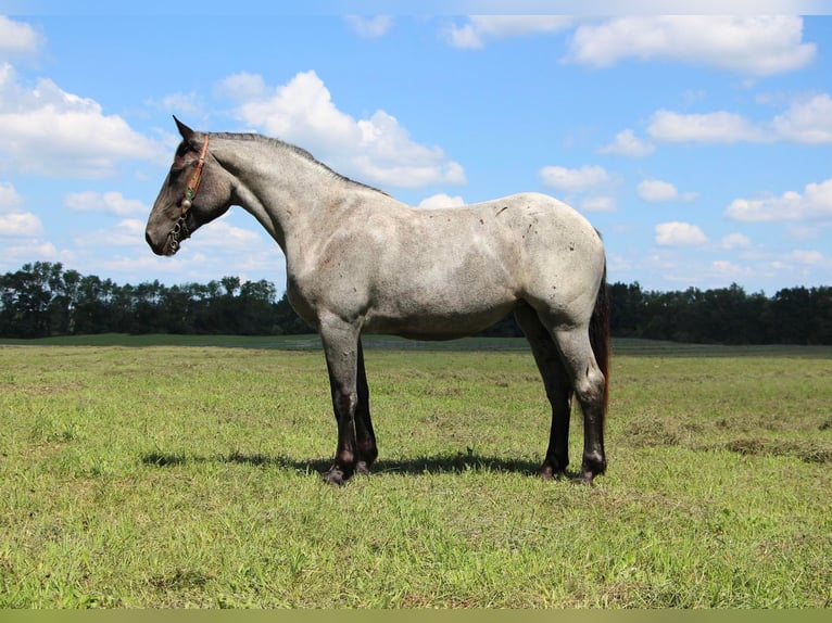 American Quarter Horse Gelding 6 years 16,2 hh Roan-Blue in Highland MI