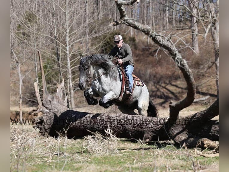 American Quarter Horse Gelding 6 years 16.2 hh Roan-Blue in Mount Vernon