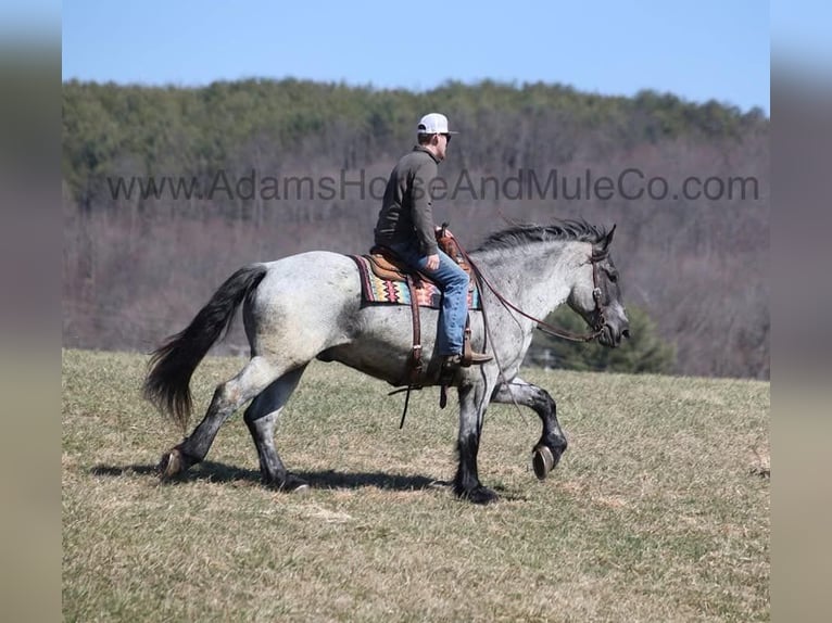 American Quarter Horse Gelding 6 years 16.2 hh Roan-Blue in Mount Vernon