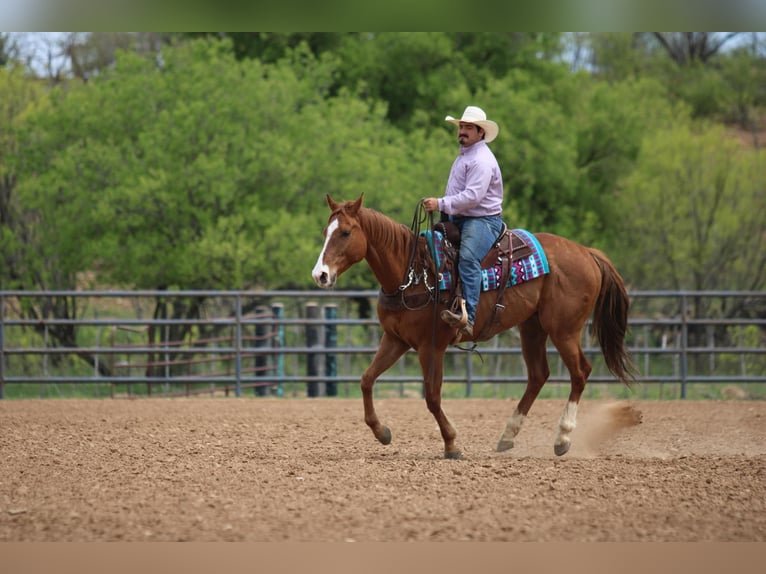 American Quarter Horse Gelding 6 years 16,2 hh Sorrel in Stephenville TX