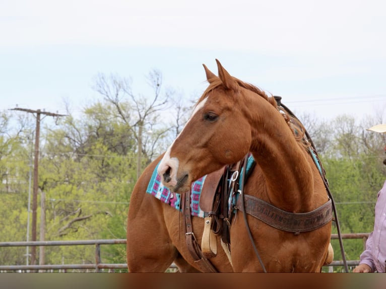 American Quarter Horse Gelding 6 years 16,2 hh Sorrel in Stephenville TX