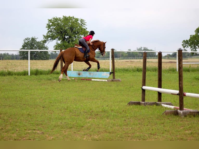 American Quarter Horse Gelding 6 years 16,2 hh Sorrel in Stephenville TX