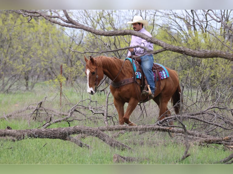 American Quarter Horse Gelding 6 years 16,2 hh Sorrel in Stephenville TX