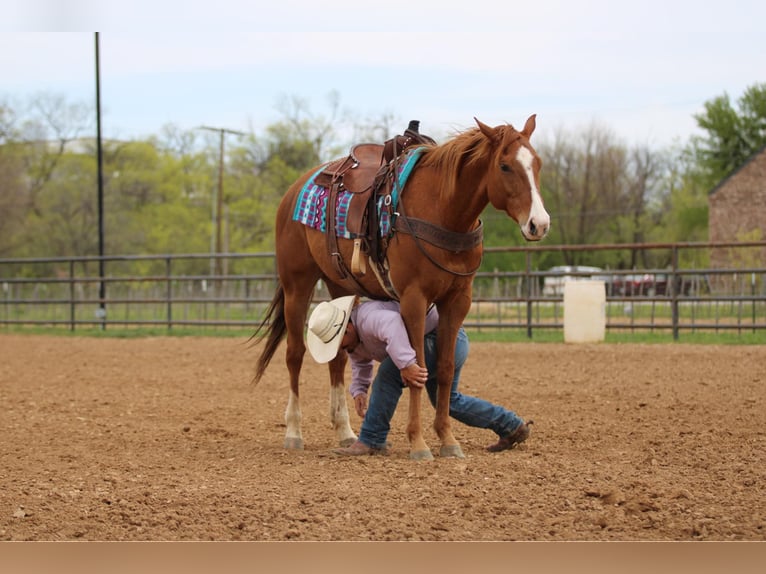 American Quarter Horse Gelding 6 years 16,2 hh Sorrel in Stephenville TX