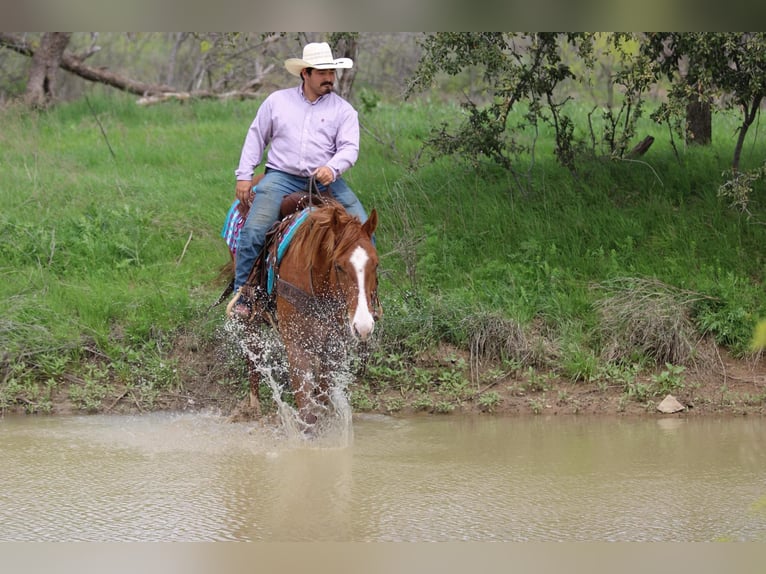 American Quarter Horse Gelding 6 years 16,2 hh Sorrel in Stephenville TX