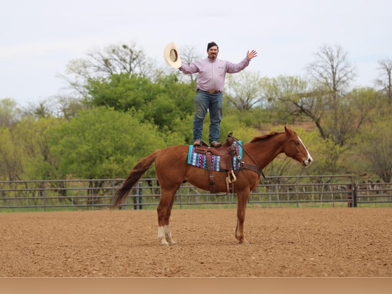American Quarter Horse Gelding 6 years 16,2 hh Sorrel in Stephenville TX