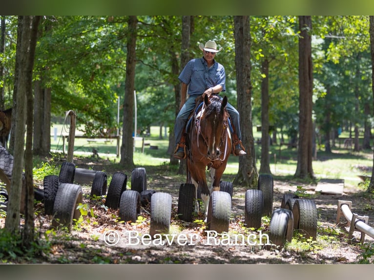 American Quarter Horse Gelding 6 years 16,2 hh Tobiano-all-colors in MOuntain Grove MO