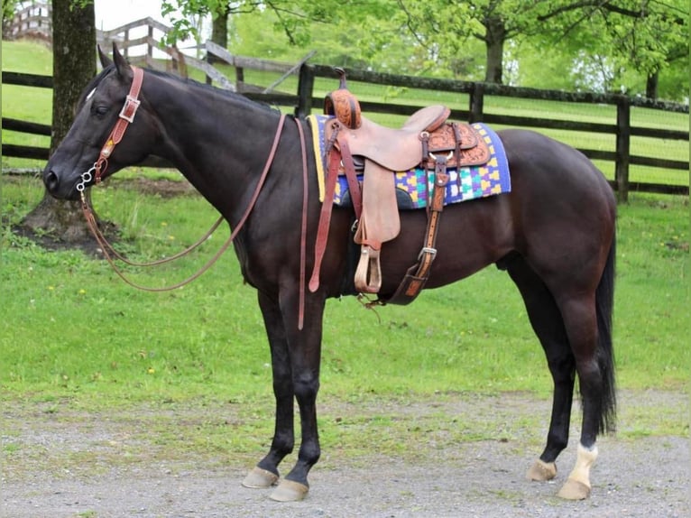 American Quarter Horse Gelding 6 years 16,3 hh Black in Allentown, NJ