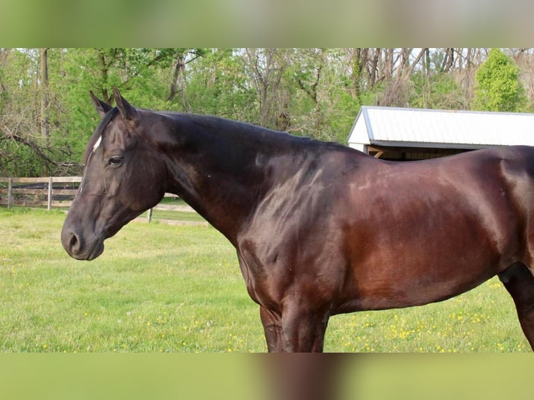 American Quarter Horse Gelding 6 years 16,3 hh Black in Allentown, NJ