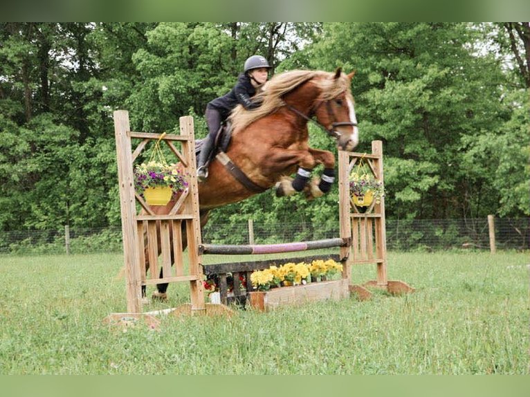 American Quarter Horse Gelding 6 years 16,3 hh Chestnut in Howell, MI