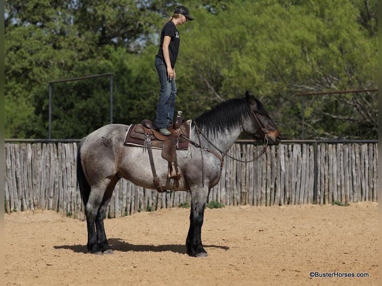 American Quarter Horse Gelding 6 years 16,3 hh Roan-Bay in WeATHERFORD tx