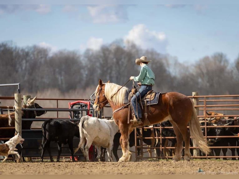 American Quarter Horse Mix Gelding 6 years 16,3 hh Sorrel in Auburn, KY