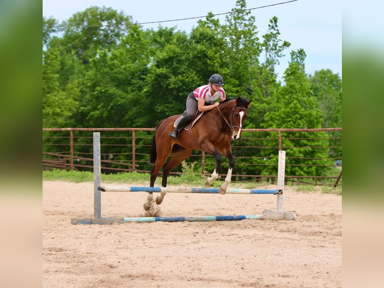 American Quarter Horse Mix Gelding 6 years 16 hh Bay in Athens
