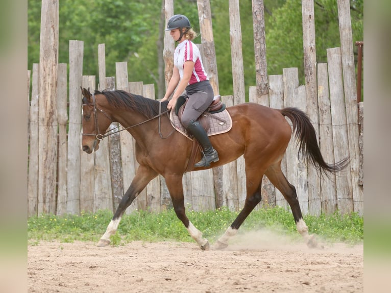 American Quarter Horse Mix Gelding 6 years 16 hh Bay in Athens