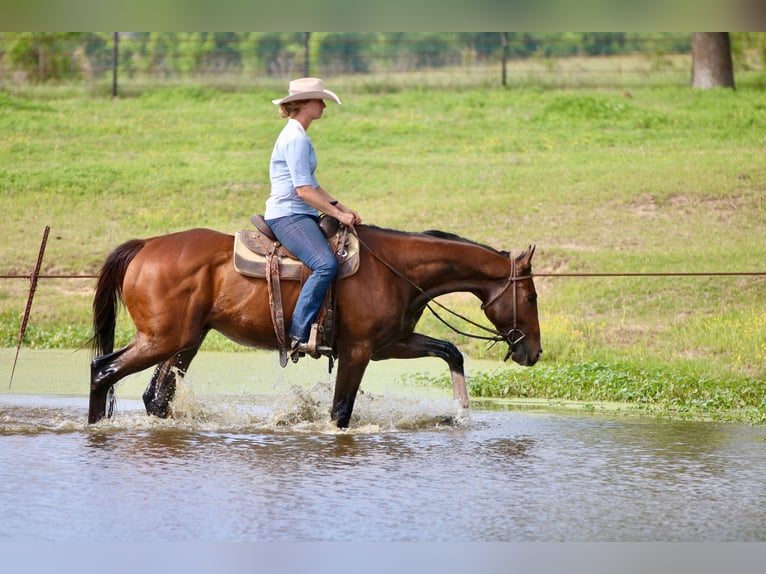 American Quarter Horse Mix Gelding 6 years 16 hh Bay in Athens