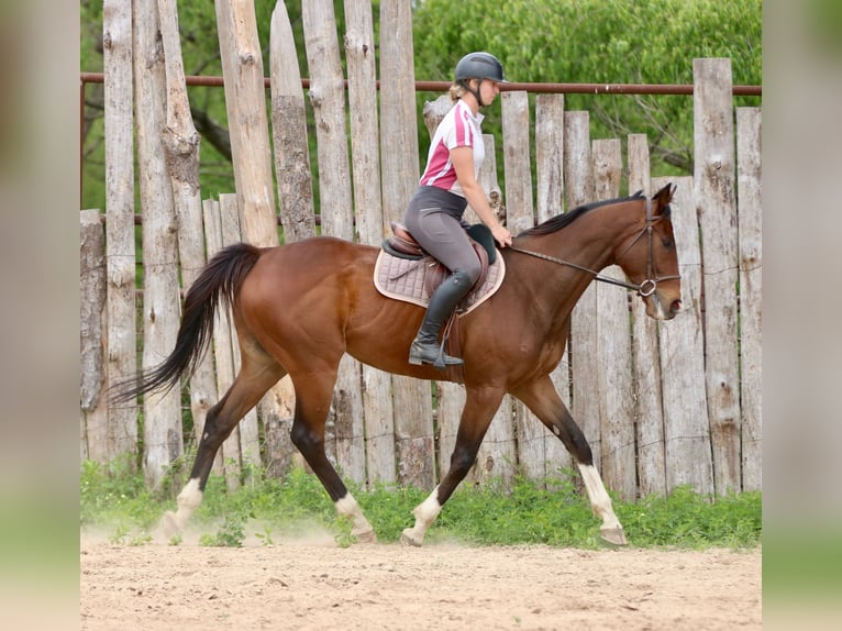 American Quarter Horse Mix Gelding 6 years 16 hh Bay in Athens