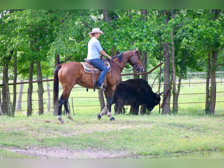 American Quarter Horse Mix Gelding 6 years 16 hh Bay in Athens