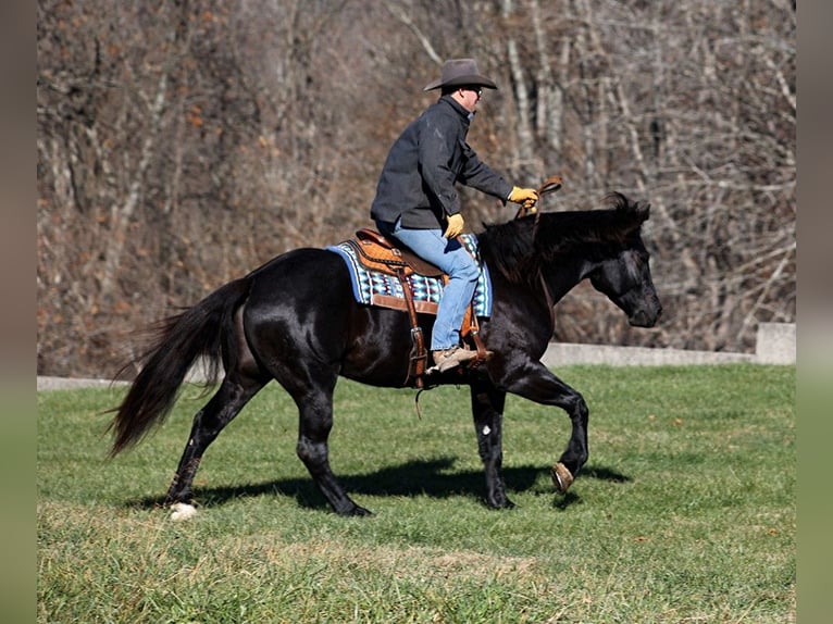 American Quarter Horse Gelding 6 years 16 hh Black in Mount Vernon