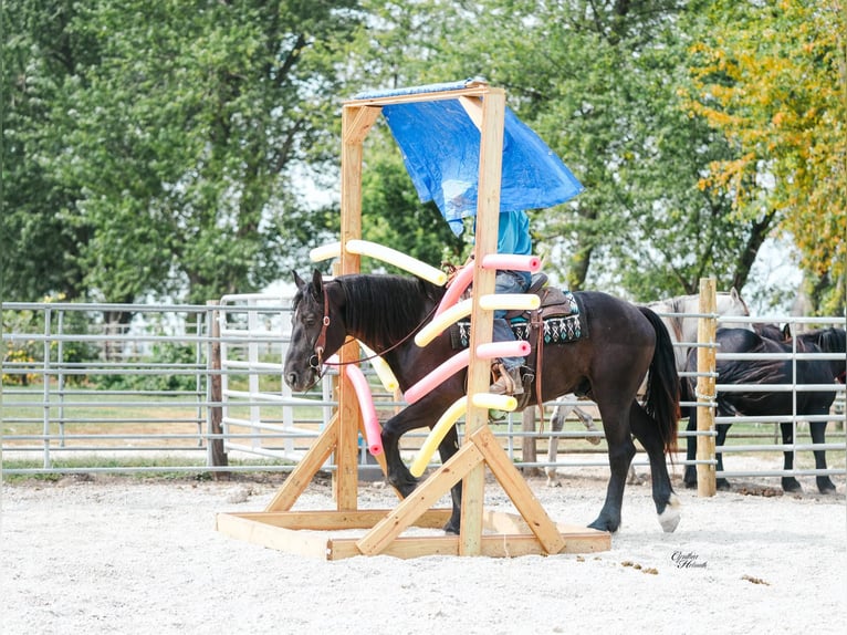 American Quarter Horse Gelding 6 years 16 hh Black in Independence IA