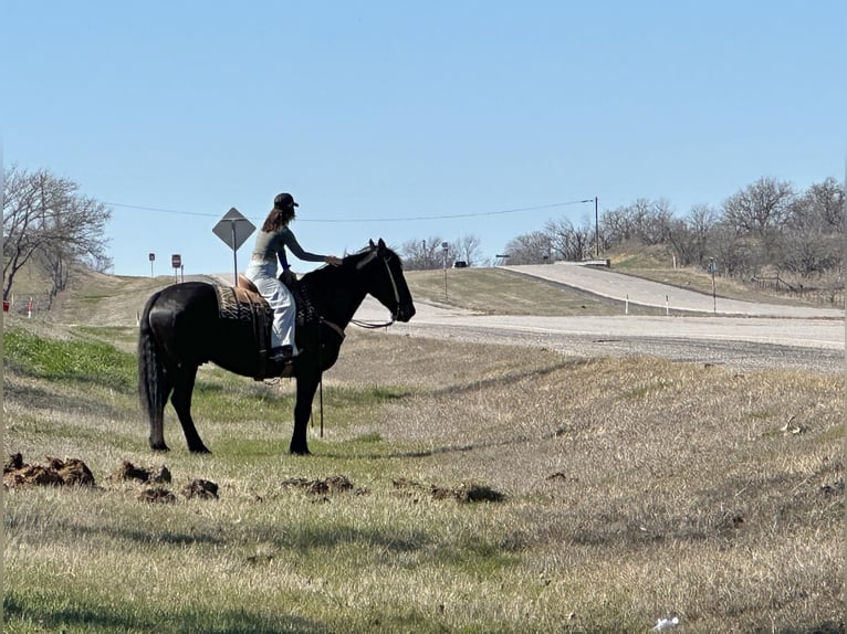 American Quarter Horse Gelding 6 years 16 hh Black in Jacksboro TX
