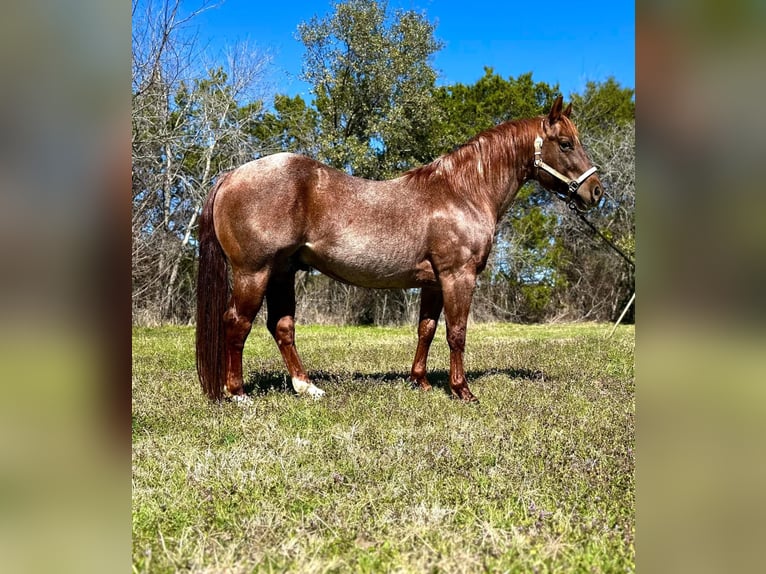 American Quarter Horse Gelding 6 years 16 hh Brown in Fort Worth Texas