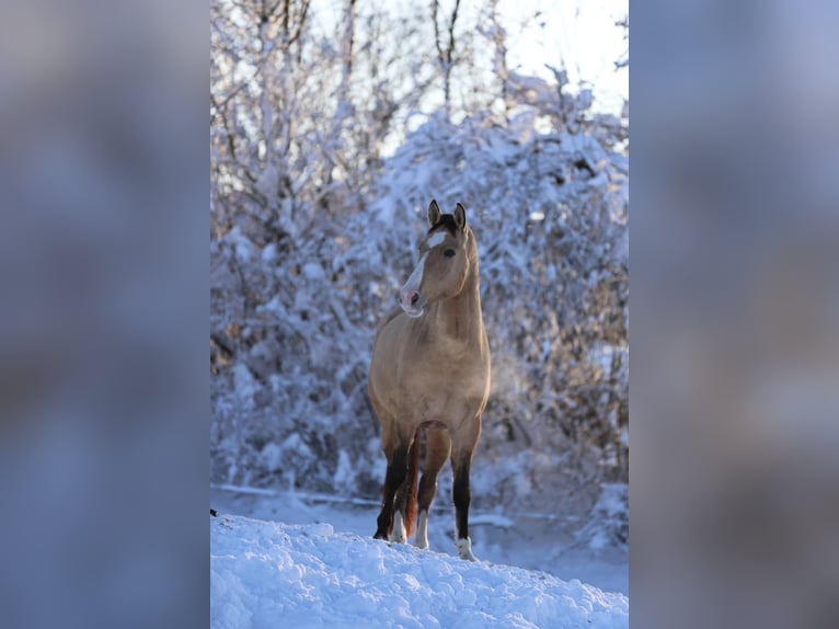 American Quarter Horse Mix Gelding 6 years 16 hh Dun in Massa Marittima