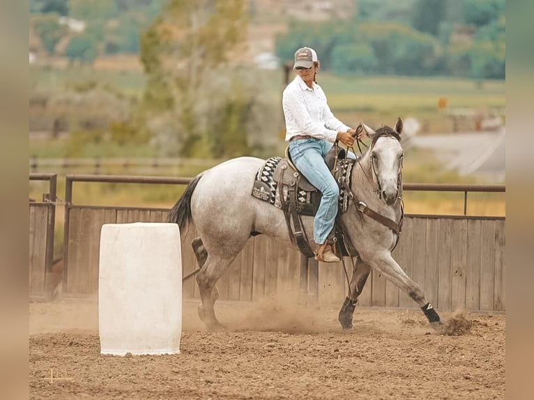 American Quarter Horse Gelding 6 years 16 hh Gray in Montrose, CO
