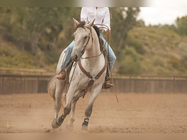 American Quarter Horse Gelding 6 years 16 hh Gray in Montrose, CO