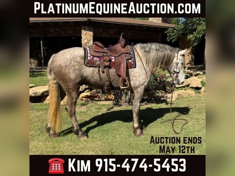 American Quarter Horse Gelding 6 years 16 hh Gray in Ackerly Tx