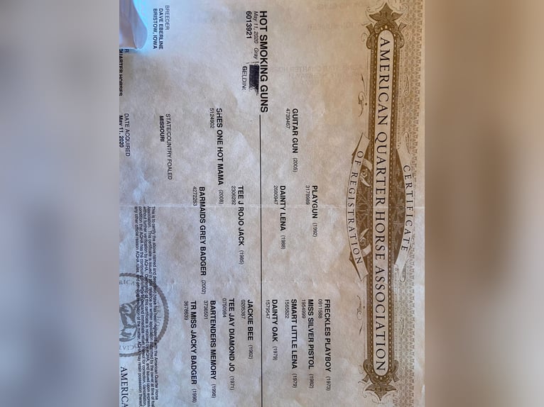 American Quarter Horse Gelding 6 years 16 hh Grey-Dapple in Flemingsburg KY