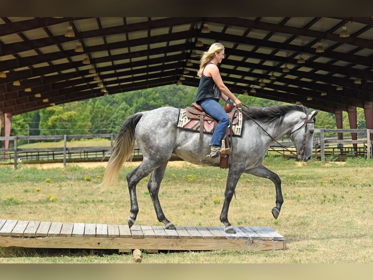 American Quarter Horse Gelding 6 years 16 hh Grey in Birmingham