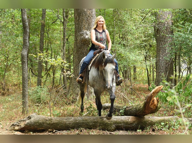 American Quarter Horse Gelding 6 years 16 hh Grey in Birmingham