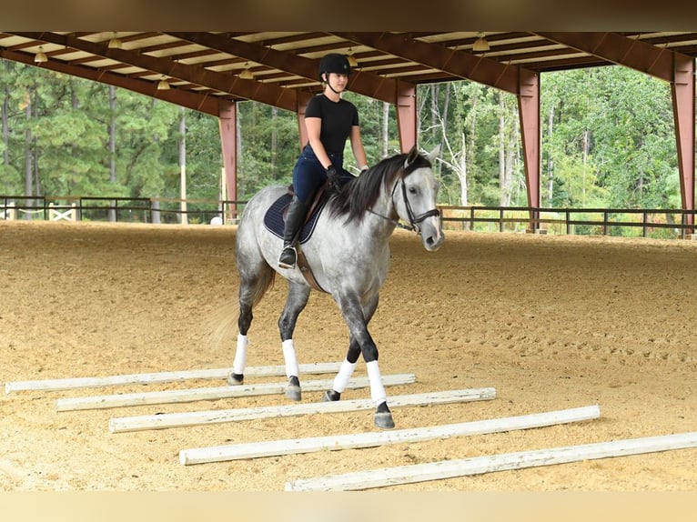 American Quarter Horse Gelding 6 years 16 hh Grey in Birmingham
