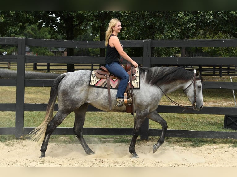 American Quarter Horse Gelding 6 years 16 hh Grey in Birmingham