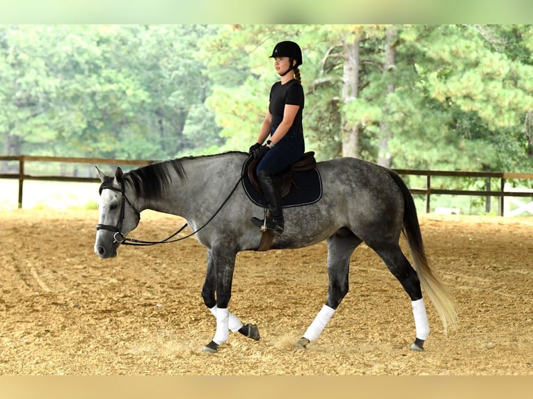American Quarter Horse Gelding 6 years 16 hh Grey in Birmingham
