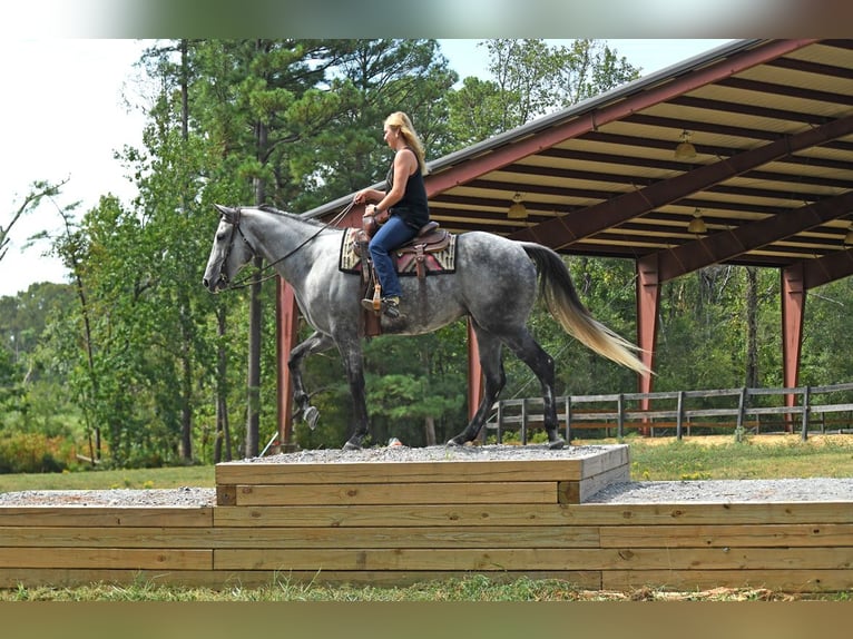 American Quarter Horse Gelding 6 years 16 hh Grey in Birmingham