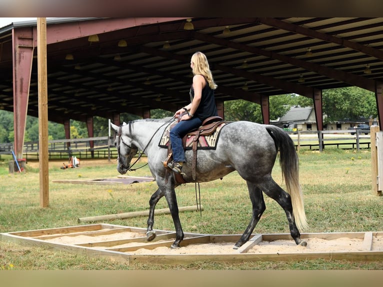 American Quarter Horse Gelding 6 years 16 hh Grey in Birmingham