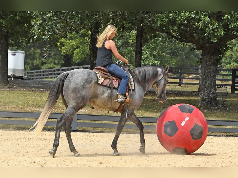 American Quarter Horse Gelding 6 years 16 hh Grey in Birmingham