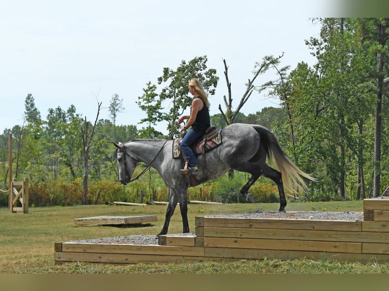 American Quarter Horse Gelding 6 years 16 hh Grey in Birmingham