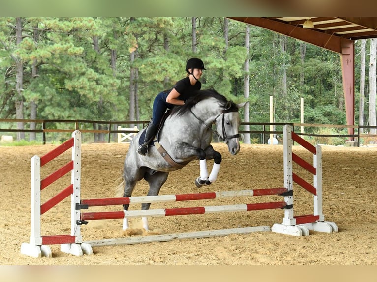 American Quarter Horse Gelding 6 years 16 hh Grey in Birmingham