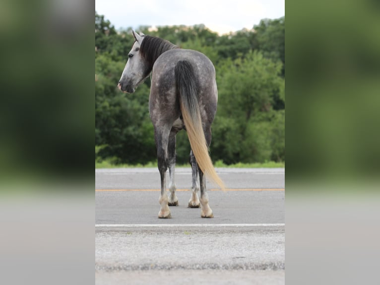 American Quarter Horse Gelding 6 years 16 hh Grey in Princeton MO