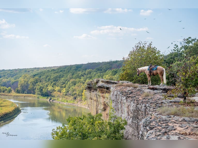 American Quarter Horse Gelding 6 years 16 hh Palomino in Rockville