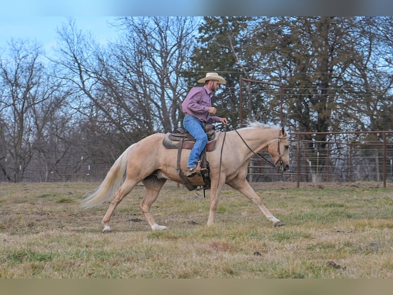 American Quarter Horse Gelding 6 years 16 hh Palomino in Rockville