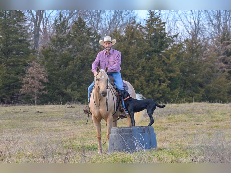 American Quarter Horse Gelding 6 years 16 hh Palomino in Rockville