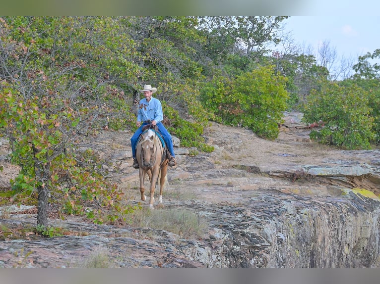 American Quarter Horse Gelding 6 years 16 hh Palomino in Rockville